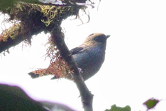 Tangara labradorides