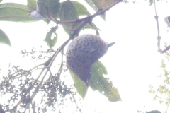 Ixothraupis rufigula