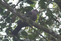 Patagioenas plumbea