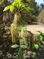 Acer negundo mexicanum