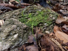 Actinostachys subtrijuga