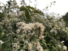 Tarlmounia elliptica