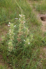 Leonureae