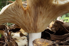 Russula japonica