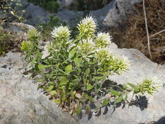 Campanula buseri