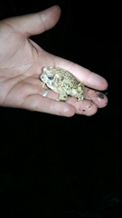 Anaxyrus californicus