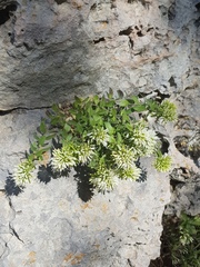 Campanula buseri