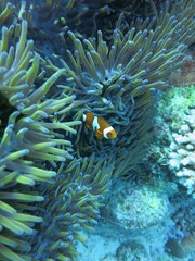 Amphiprion percula