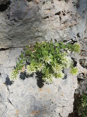 Campanula buseri