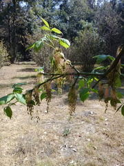 Acer negundo mexicanum