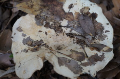 Russula japonica