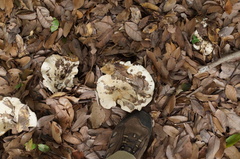 Russula japonica