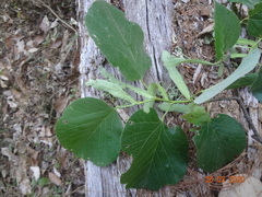 Tilia americana mexicana