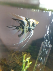 Pterophyllum scalare
