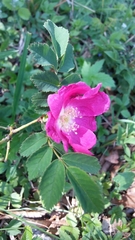 Rosa pendulina