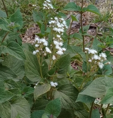 Ageratina petiolaris