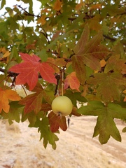 Eriolobus trilobatus