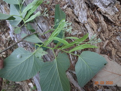 Tilia americana mexicana
