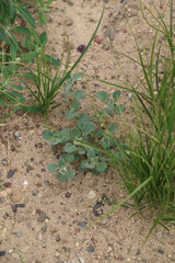 Chenopodium acuminatum