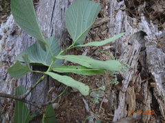 Tilia americana mexicana