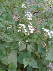 Ageratina petiolaris