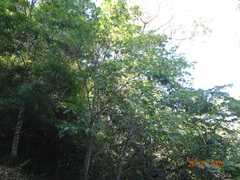 Tilia americana mexicana