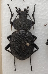 Carabus syriacus
