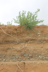 Caragana microphylla