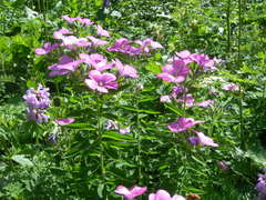 Linum hypericifolium