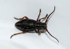 Dorcadion catenatum