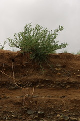 Caragana microphylla