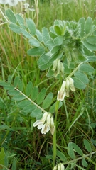 Vicia pannonica