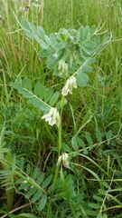 Vicia pannonica