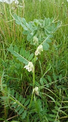 Vicia pannonica