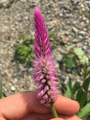 Celosia spicata