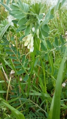 Vicia pannonica