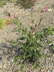 Celosia spicata