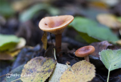 Lactarius tabidus