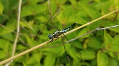 Acisoma attenboroughi