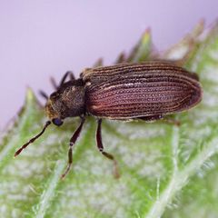 Grynobius planus