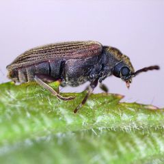Grynobius planus