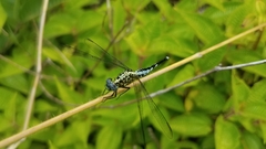 Acisoma attenboroughi