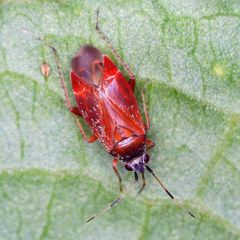 Psallus ambiguus