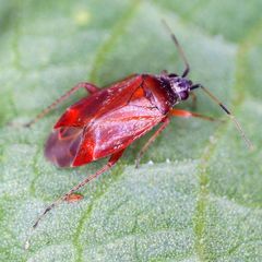 Psallus ambiguus