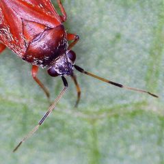 Psallus ambiguus
