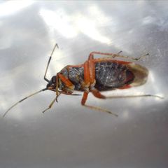 Psallus ambiguus