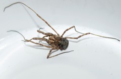 Graecophalangium