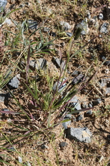 Cleistogenes songorica