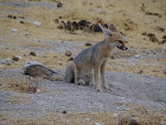 Cape Fox photo 4