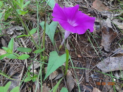 Ipomoea elongata